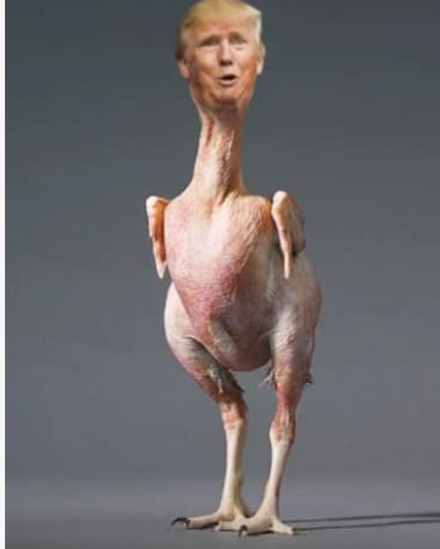 tRump chicken Blank Meme Template