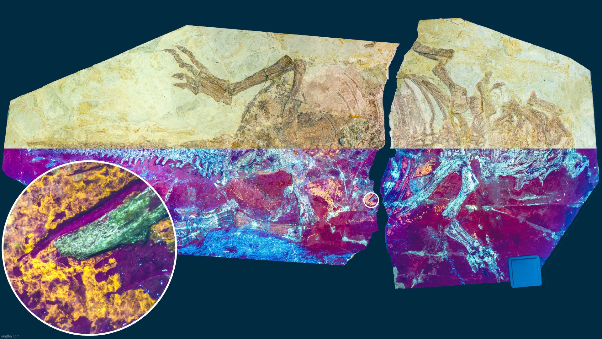 Psittacosaurus skin | image tagged in psittacosaurus,psittacosaurus skin under uv | made w/ Imgflip meme maker