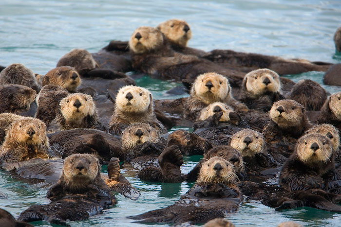 High Quality Sea otters Blank Meme Template