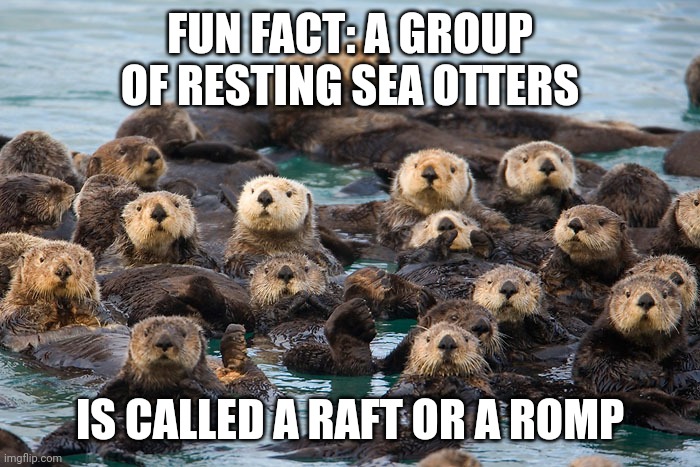 Sea otters | FUN FACT: A GROUP OF RESTING SEA OTTERS; IS CALLED A RAFT OR A ROMP | image tagged in sea otters | made w/ Imgflip meme maker