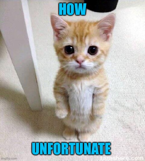 Cute Cat Meme | HOW UNFORTUNATE | image tagged in memes,cute cat | made w/ Imgflip meme maker
