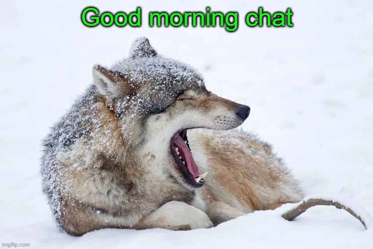 Yawning wolf | Good morning chat | image tagged in yawning wolf | made w/ Imgflip meme maker