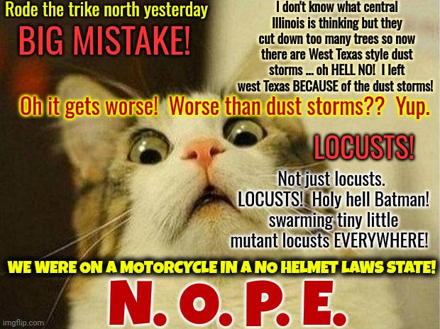 Wrong Template.  Too Many Words.  Not Enough Pictures.  Rofl!  What Do I Care?  I Rode Thru Hell On A Harley!  Lol! | Rode the trike north yesterday; I don't know what central Illinois is thinking but they cut down too many trees so now there are West Texas style dust storms ... oh HELL NO!  I left west Texas BECAUSE of the dust storms! BIG MISTAKE! Oh it gets worse!  Worse than dust storms??  Yup. LOCUSTS! Not just locusts.  LOCUSTS!  Holy hell Batman! swarming tiny little mutant locusts EVERYWHERE! WE WERE ON A MOTORCYCLE IN A NO HELMET LAWS STATE! N. O. P. E. | image tagged in memes,scared cat,my life rocks,life is good,locusts,illinois | made w/ Imgflip meme maker