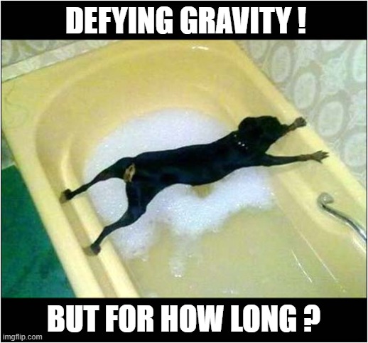 Loves Water But Hates Baths ! | DEFYING GRAVITY ! BUT FOR HOW LONG ? | image tagged in dogs,bath,stretched out,defying gravity | made w/ Imgflip meme maker