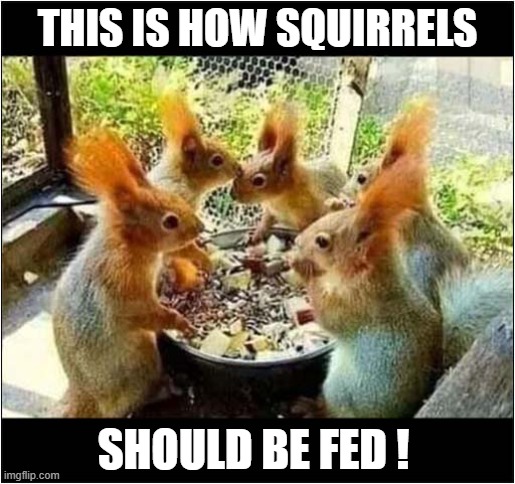 It's Dinner Time For Squirrels ! | THIS IS HOW SQUIRRELS; SHOULD BE FED ! | image tagged in squirrels,dinner | made w/ Imgflip meme maker
