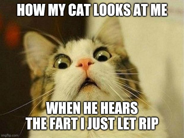 Cat | HOW MY CAT LOOKS AT ME; WHEN HE HEARS THE FART I JUST LET RIP | image tagged in memes,scared cat,funny memes | made w/ Imgflip meme maker