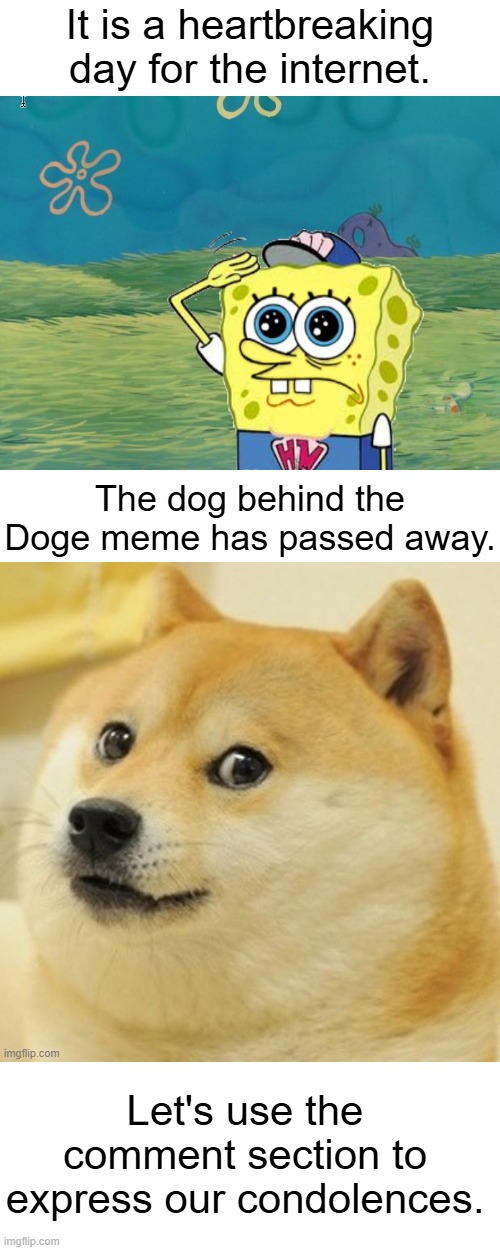 R.I.P. Doge. You will forever be missed. O7 | It is a heartbreaking day for the internet. The dog behind the Doge meme has passed away. Let's use the comment section to express our condolences. | image tagged in memes,doge,salute,rip,why are you reading this | made w/ Imgflip meme maker