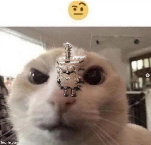 Raised eyebrow cat | image tagged in raised eyebrow cat | made w/ Imgflip meme maker