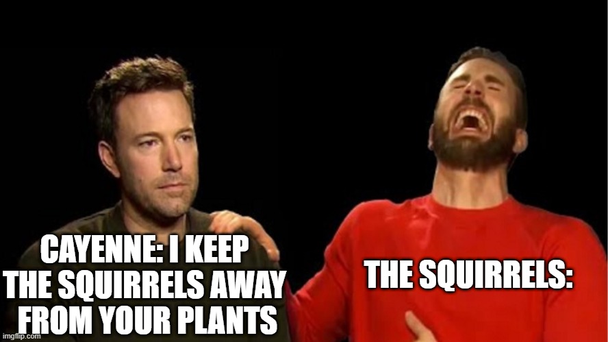 Sad Cayenne Pepper Gloating Squirrels | THE SQUIRRELS:; CAYENNE: I KEEP THE SQUIRRELS AWAY
 FROM YOUR PLANTS | image tagged in sad affleck gloating chris evans | made w/ Imgflip meme maker