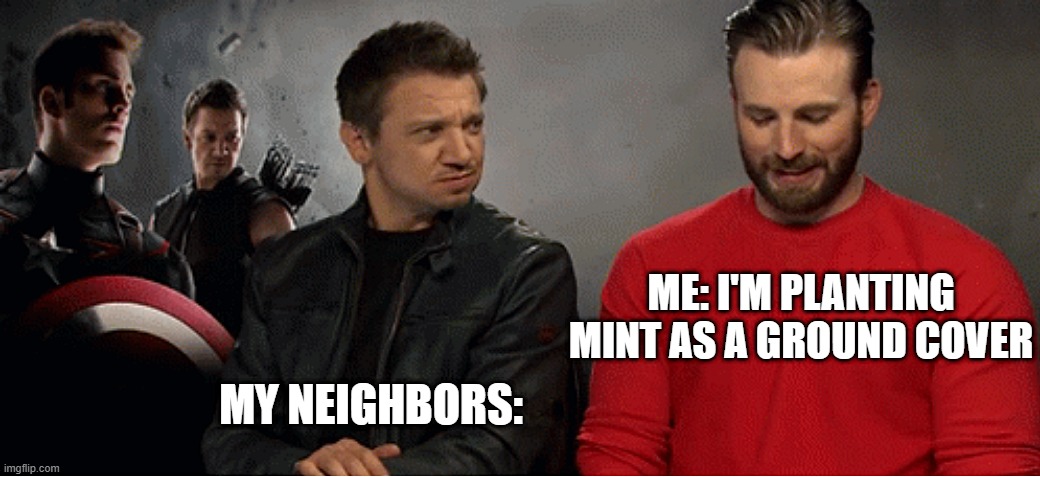 Invasive Mint | ME: I'M PLANTING MINT AS A GROUND COVER; MY NEIGHBORS: | image tagged in mint,gardening,chris evans,jeremy renner,bad neighbors,garden | made w/ Imgflip meme maker