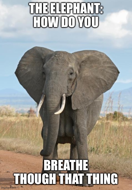 Elephant  | THE ELEPHANT: HOW DO YOU BREATHE THOUGH THAT THING | image tagged in elephant | made w/ Imgflip meme maker