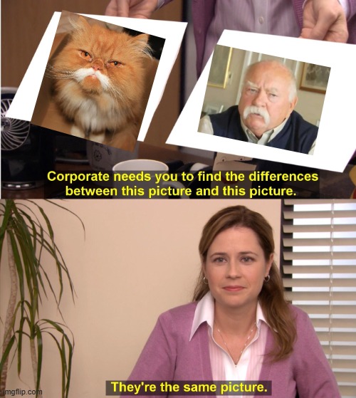 They're The Same Picture Meme | image tagged in memes,they're the same picture,wilford brimley,diabeetus,cats | made w/ Imgflip meme maker