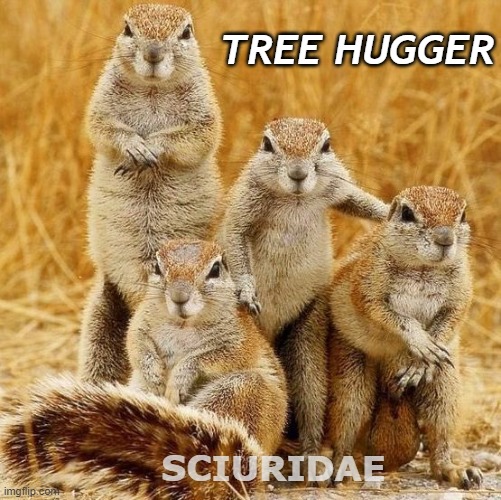 Album of the Year | TREE HUGGER; SCIURIDAE | image tagged in squirrel,squirrel album | made w/ Imgflip meme maker
