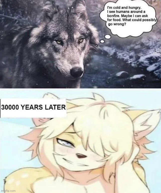 yo what kinda wolves are these and how do i get one | made w/ Imgflip meme maker