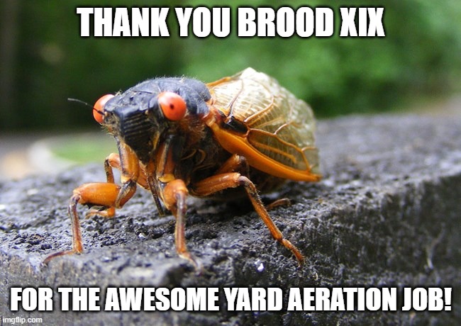 Thanks cicada! | THANK YOU BROOD XIX; FOR THE AWESOME YARD AERATION JOB! | image tagged in cicada | made w/ Imgflip meme maker