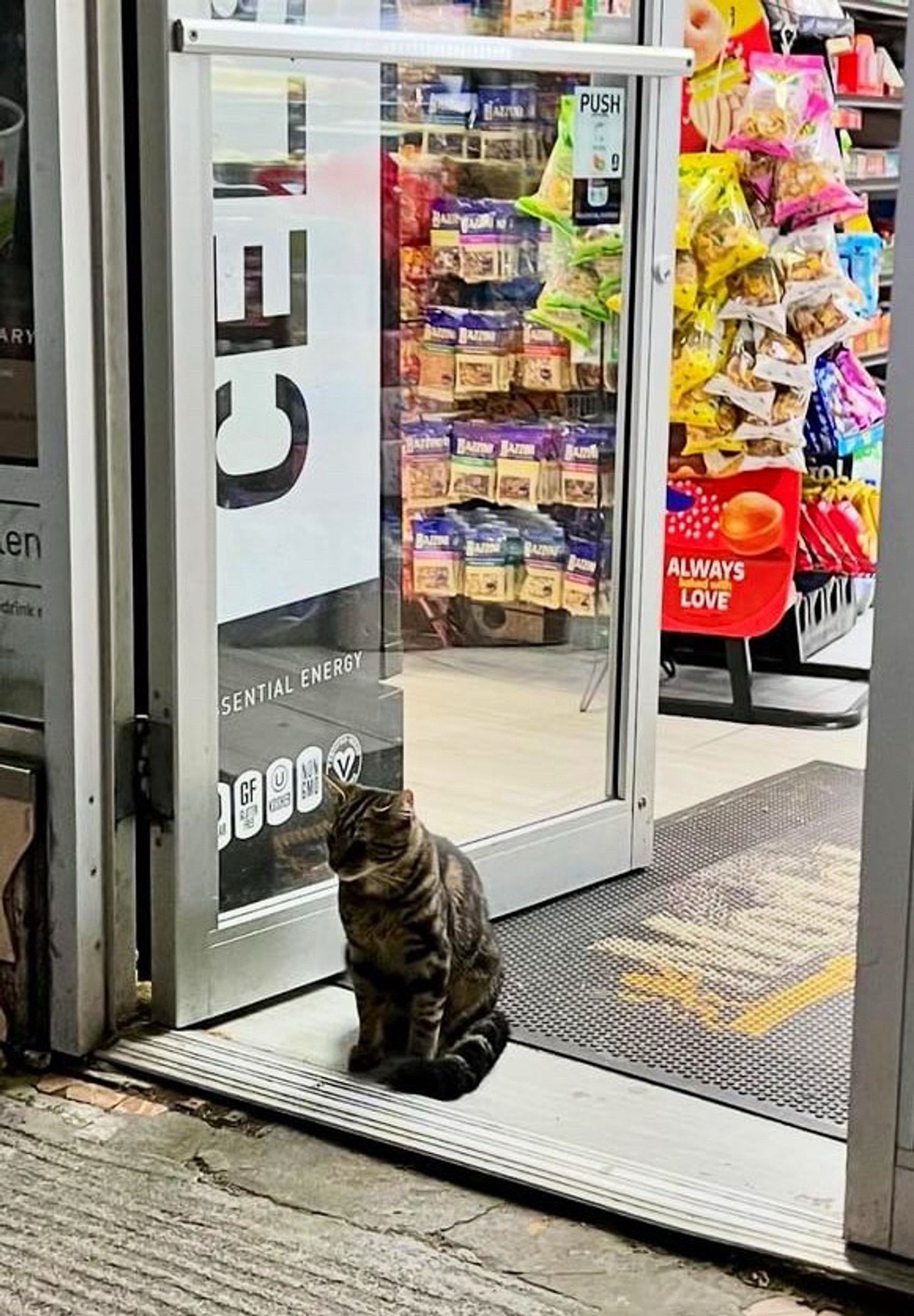 Bodega cat 1 Blank Meme Template