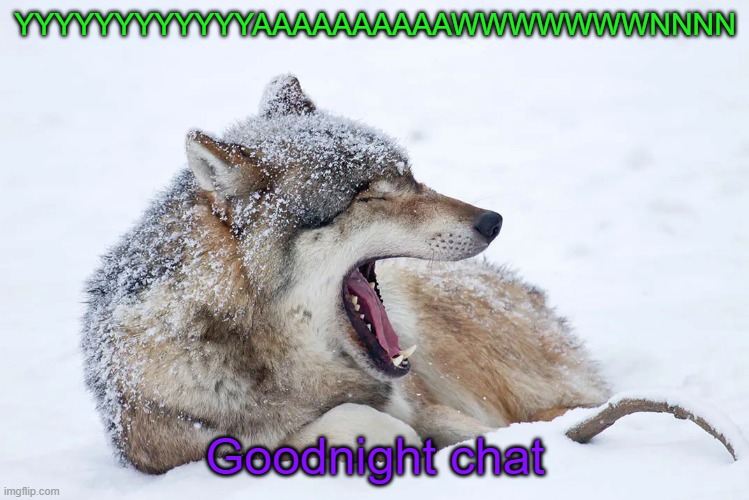 YYYYYYYYYYYYAAAAAAAAAAWWWWWWWNNNN | YYYYYYYYYYYYAAAAAAAAAAWWWWWWWNNNN; Goodnight chat | image tagged in yawning wolf | made w/ Imgflip meme maker