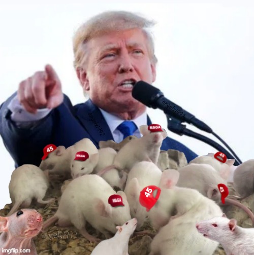 trump | image tagged in trump,trump rally,republican rats,maga morons,clown car republicans,rats | made w/ Imgflip meme maker