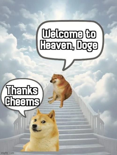 :( | image tagged in cheems,doge | made w/ Imgflip meme maker