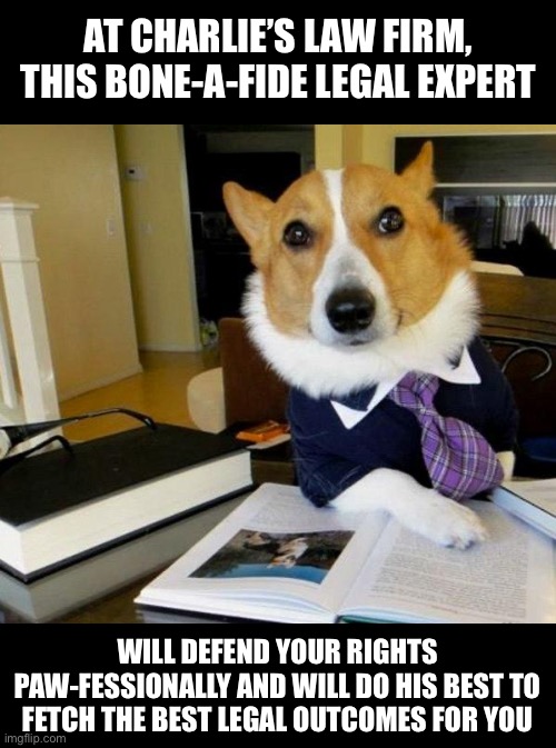 Charlie’s Law Firm | AT CHARLIE’S LAW FIRM, THIS BONE-A-FIDE LEGAL EXPERT; WILL DEFEND YOUR RIGHTS PAW-FESSIONALLY AND WILL DO HIS BEST TO FETCH THE BEST LEGAL OUTCOMES FOR YOU | image tagged in lawyer dog,dog,dogs,dog memes,lawyers,lawyer corgi dog | made w/ Imgflip meme maker