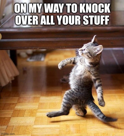 Chaos cat | ON MY WAY TO KNOCK OVER ALL YOUR STUFF | image tagged in cat walking like a boss,cat,cats,cat memes,destruction | made w/ Imgflip meme maker