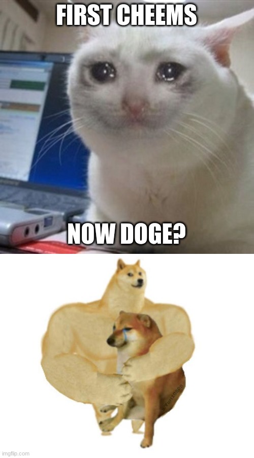 FIRST CHEEMS NOW DOGE? | image tagged in crying cat,big brother doge hugging little brother cheems | made w/ Imgflip meme maker