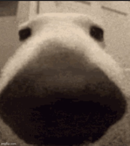 Sniff dog | image tagged in sniff dog | made w/ Imgflip meme maker
