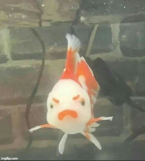 Anger fish | image tagged in anger fish | made w/ Imgflip meme maker