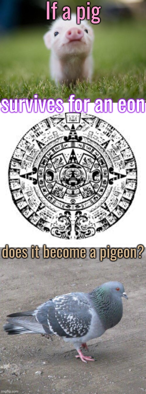 When pigs fly. | If a pig; survives for an eon; does it become a pigeon? | image tagged in piglet,mayan calendar,hamburg pigeon,punny,funny animals,transform | made w/ Imgflip meme maker