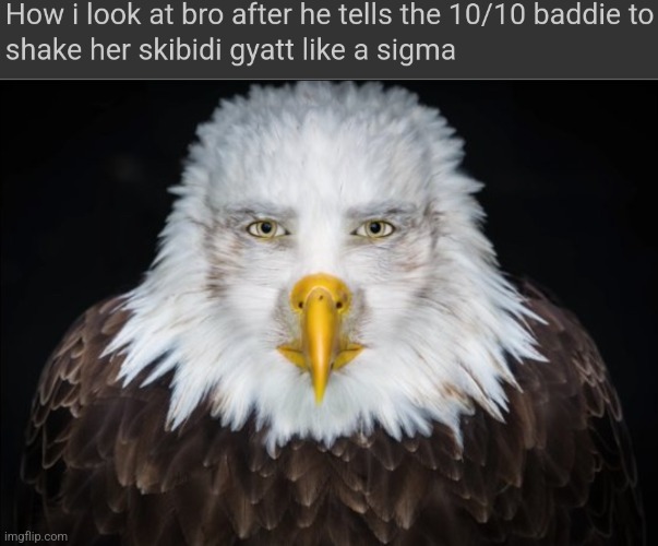 image tagged in bald eagle stare | made w/ Imgflip meme maker