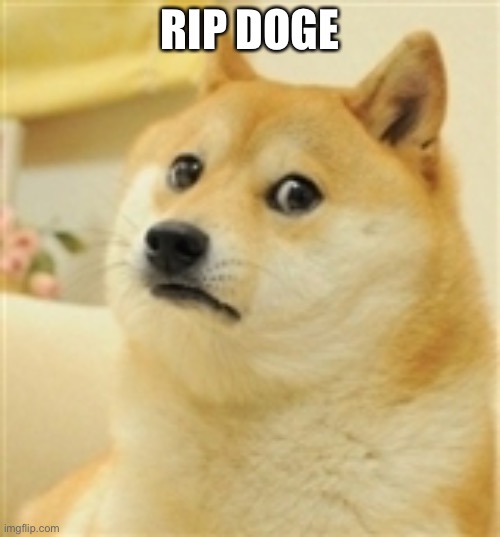 Sad Doge | RIP DOGE | image tagged in sad doge | made w/ Imgflip meme maker
