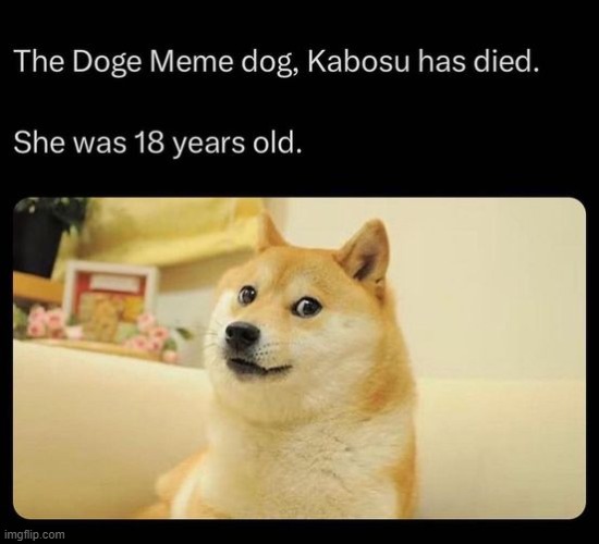 F in the chat. R.I.P. buddy, you will be missed :'( | image tagged in doge | made w/ Imgflip meme maker