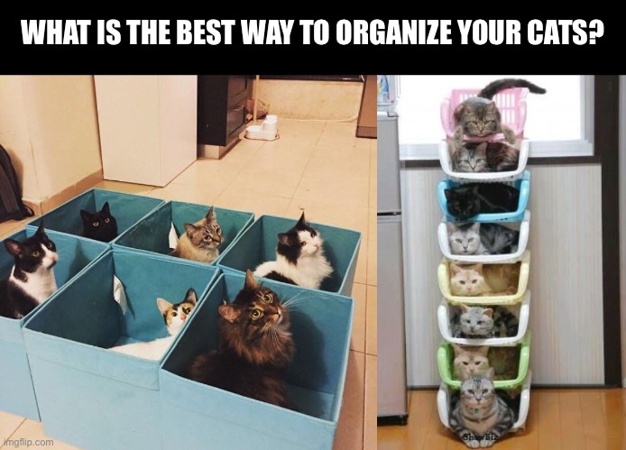 What is the best way to organize your cats? | WHAT IS THE BEST WAY TO ORGANIZE YOUR CATS? | image tagged in cat organizer,cat stack,cat,cats,cat memes,organize | made w/ Imgflip meme maker