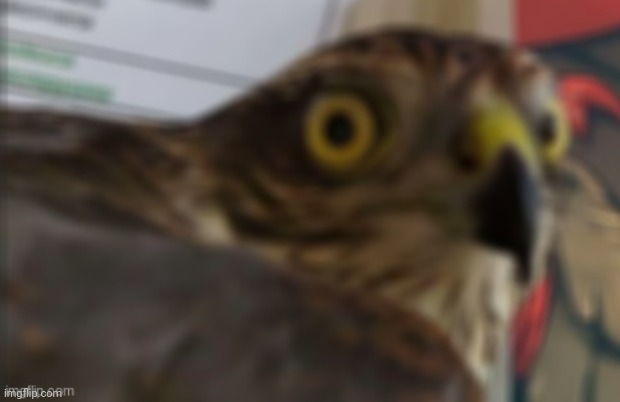 shocked bird | image tagged in shocked bird | made w/ Imgflip meme maker