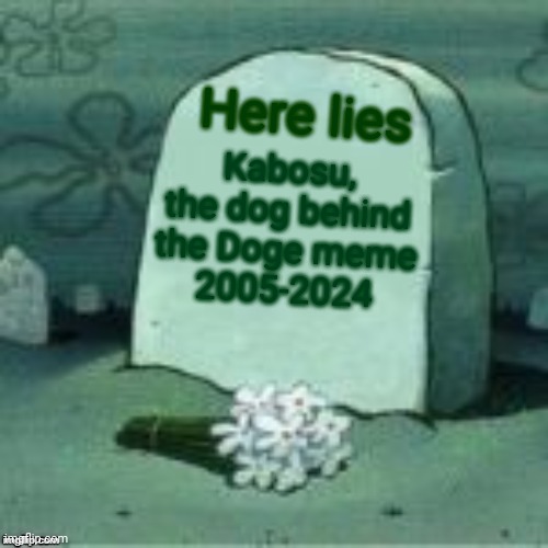 May she rest in peace. | Here lies; Kabosu, the dog behind the Doge meme
2005-2024 | image tagged in here lies x,doge,memes,rest in peace,f in the chat | made w/ Imgflip meme maker