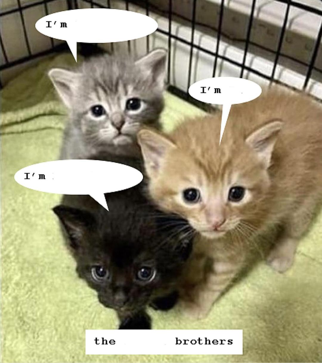 The Kitten Brothers Blank Meme Template
