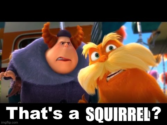 That's a Woman | SQUIRREL | image tagged in that's a woman | made w/ Imgflip meme maker