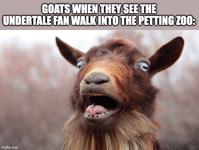 Shocked goat | GOATS WHEN THEY SEE THE UNDERTALE FAN WALK INTO THE PETTING ZOO: | image tagged in shocked goat,goat,meme,funny,undertale,lol | made w/ Imgflip meme maker
