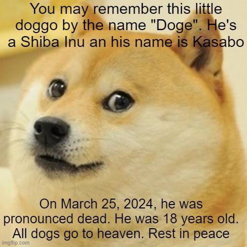 We will remember him not just as a meme, but also a hero to the meme world. | You may remember this little doggo by the name "Doge". He's a Shiba Inu an his name is Kasabo; On March 25, 2024, he was pronounced dead. He was 18 years old. All dogs go to heaven. Rest in peace | image tagged in memes,doge,rest in peace,we will remember him,forever | made w/ Imgflip meme maker