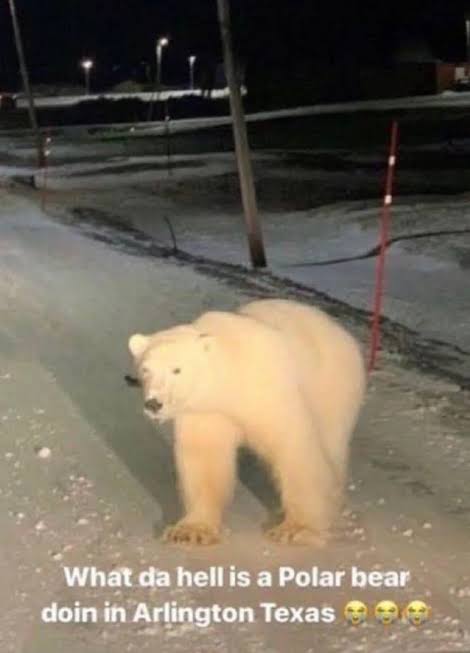 what the hell a polar bear doing in arlington texas Blank Meme Template