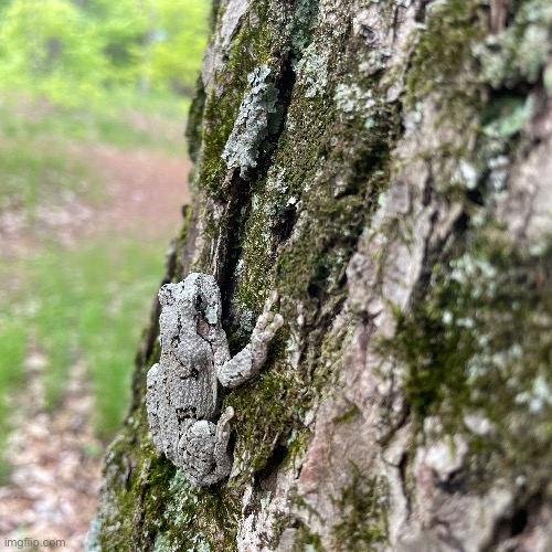 They tree frog I found while camping | made w/ Imgflip meme maker