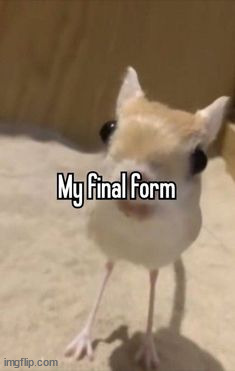 whuy does it look like a jerboa | made w/ Imgflip meme maker