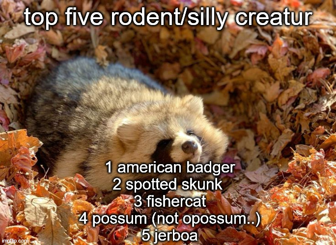 i like silly cretures | top five rodent/silly creatur; 1 american badger
2 spotted skunk 
3 fishercat
4 possum (not opossum..)
5 jerboa | made w/ Imgflip meme maker