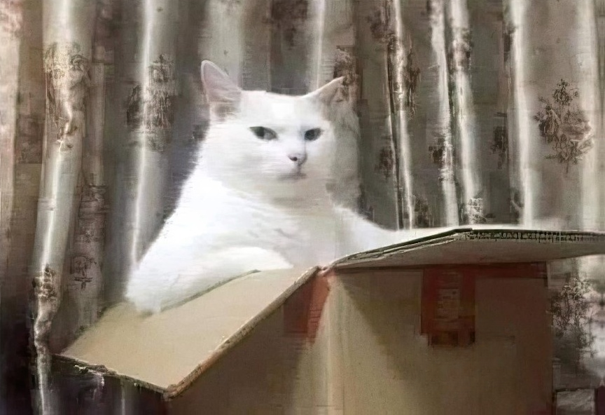High Quality Cat in a Box Blank Meme Template