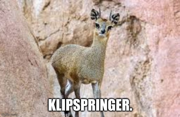 best creature ever made | KLIPSPRINGER. | image tagged in best | made w/ Imgflip meme maker