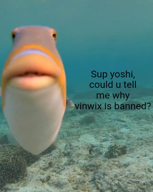 helo | Sup yoshi, could u tell me why vinwix is banned? | image tagged in staring fish | made w/ Imgflip meme maker