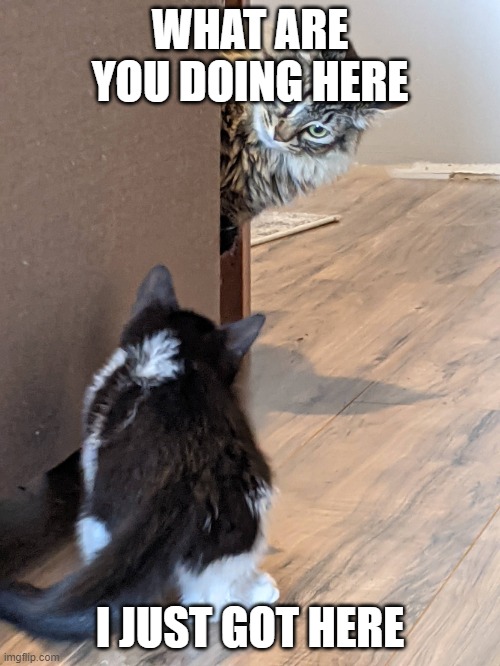 the cat just got here | WHAT ARE YOU DOING HERE; I JUST GOT HERE | image tagged in what are you doing here | made w/ Imgflip meme maker