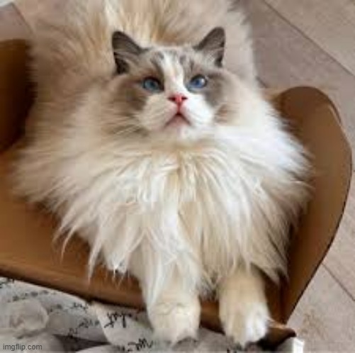 just a ragdolly | made w/ Imgflip meme maker