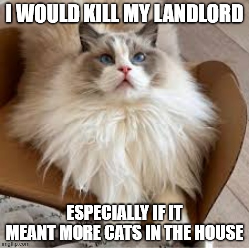 purrrrrr | I WOULD KILL MY LANDLORD; ESPECIALLY IF IT MEANT MORE CATS IN THE HOUSE | image tagged in cats,cute,purr,cute cat | made w/ Imgflip meme maker