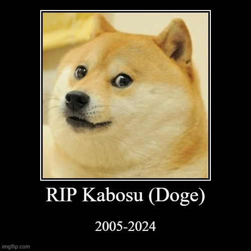 RIP Doge | RIP Kabosu (Doge) | 2005-2024 | image tagged in demotivationals,doge | made w/ Imgflip demotivational maker